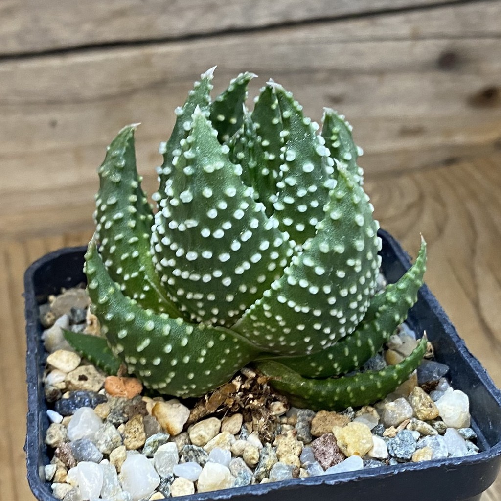 SH38125 Haworthia pumila, compact form -Japan- - Зображення 2
