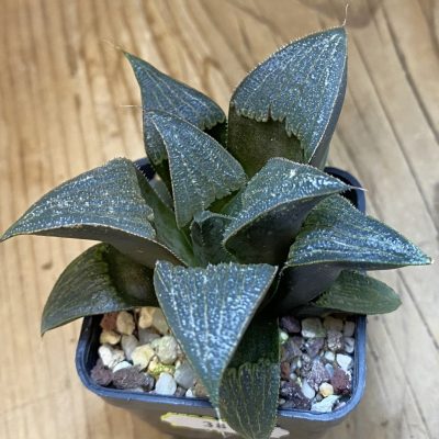 SH38126 Haworthia 'Bev's Wonder' hybrid
