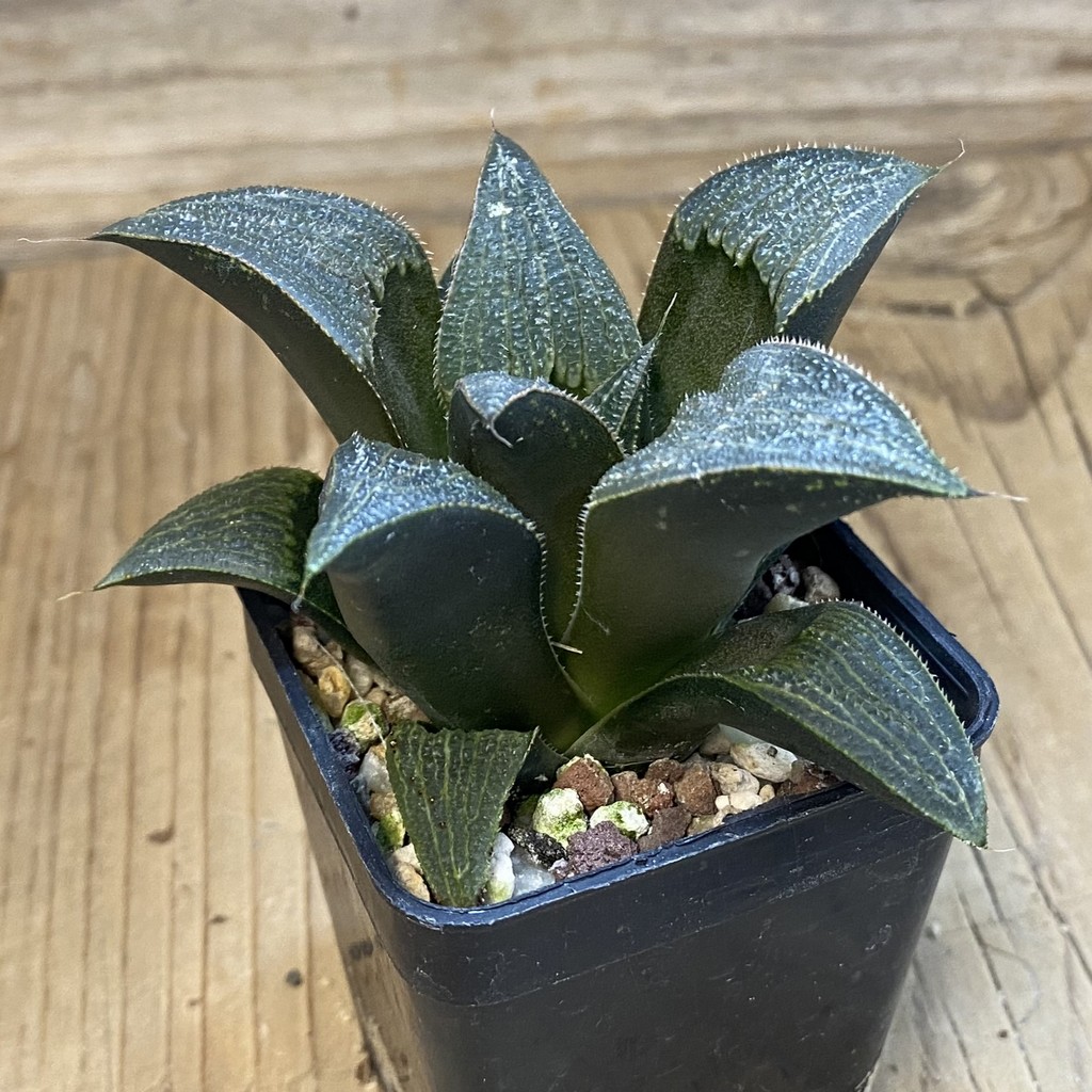 SH38126 Haworthia 'Bev's Wonder' hybrid - Зображення 2