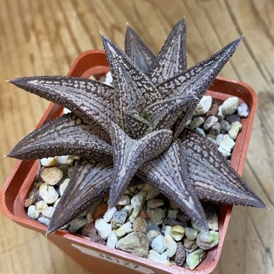 SH38127 Haworthia 'Kintaikyo'