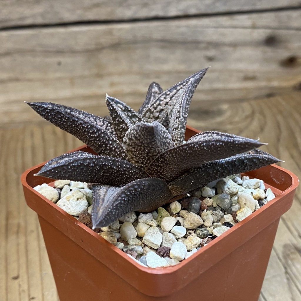 SH38127 Haworthia 'Kintaikyo' - Зображення 2