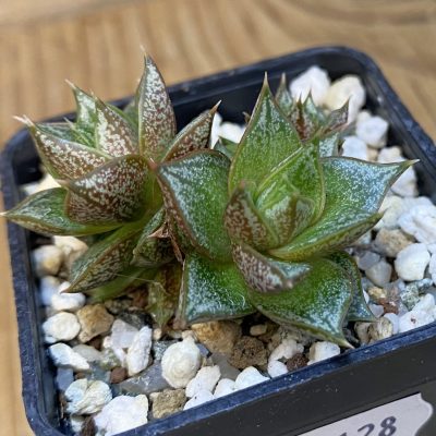 SH38128 Echeveria purpusorum white