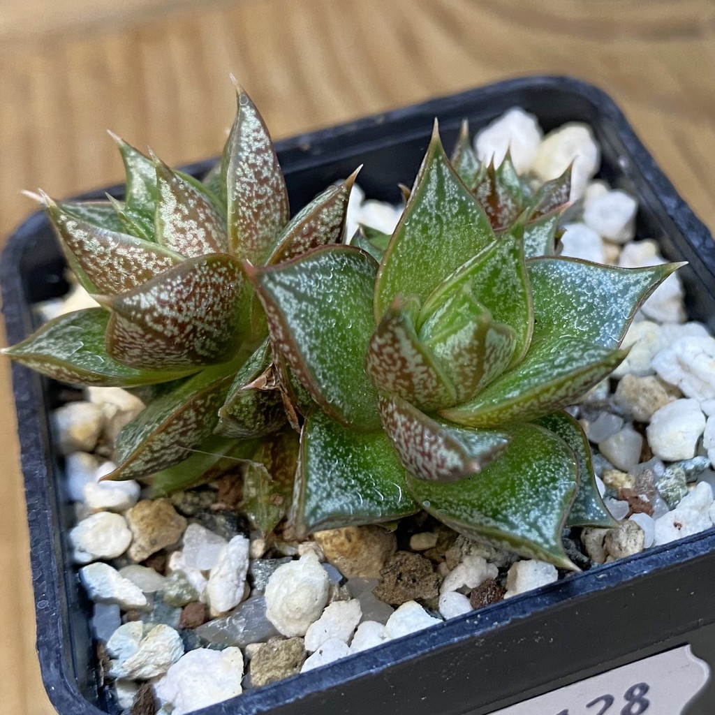 SH38128 Echeveria purpusorum white