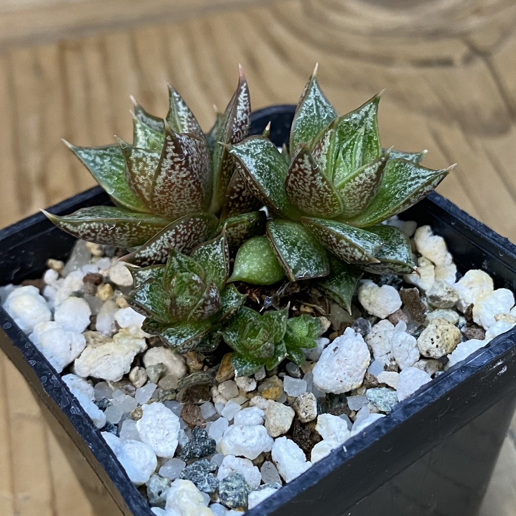 SH38128 Echeveria purpusorum white - Зображення 2