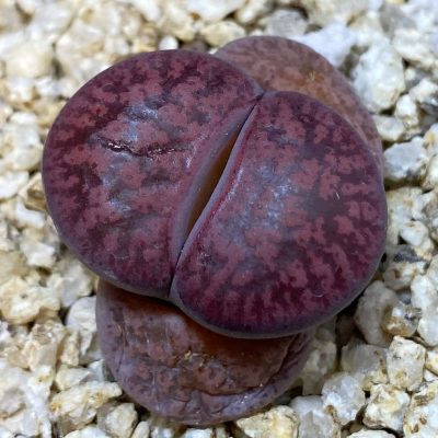 SH38129 Lithops lesliei ‘Fred’s Redhead’