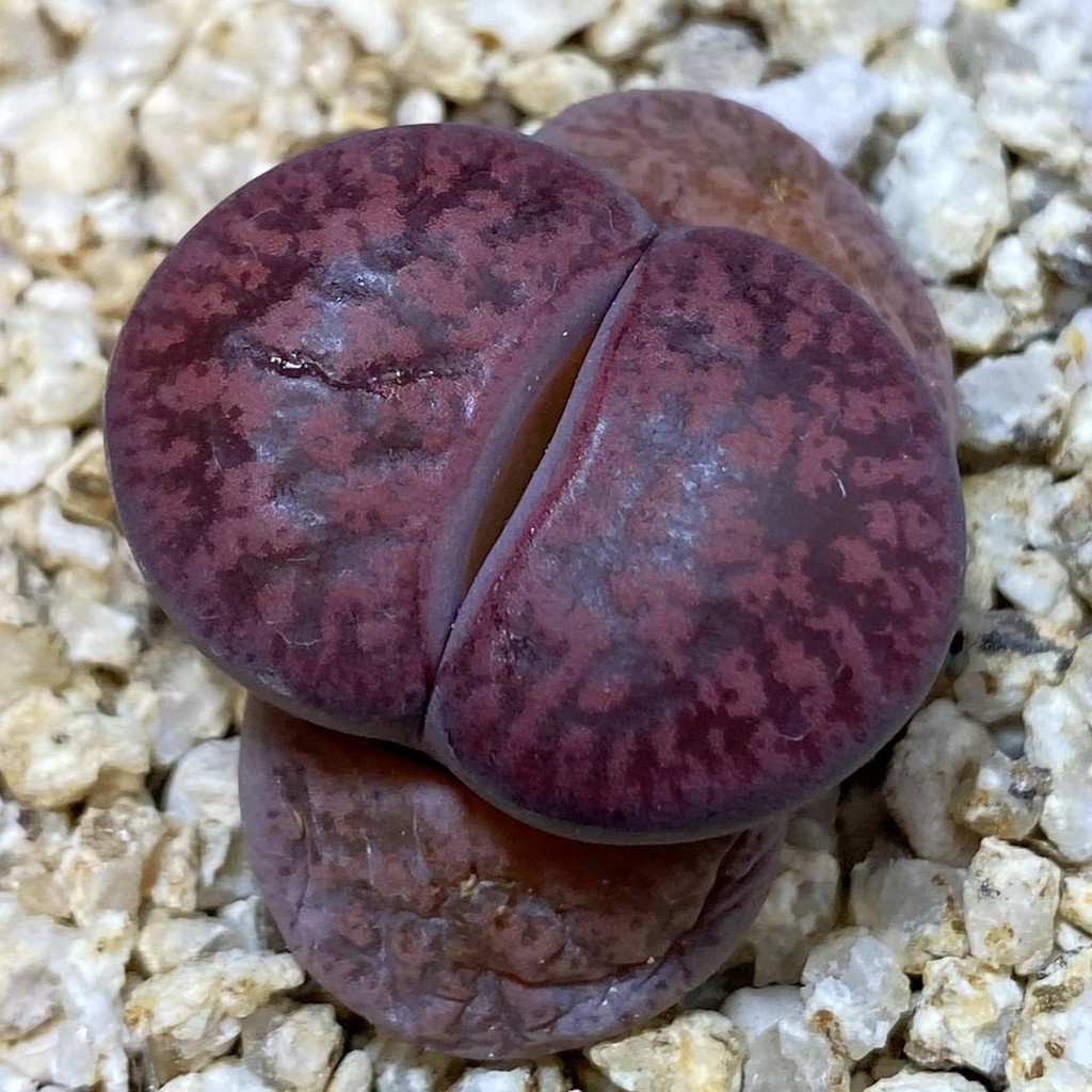 SH38129 Lithops lesliei ‘Fred’s Redhead’