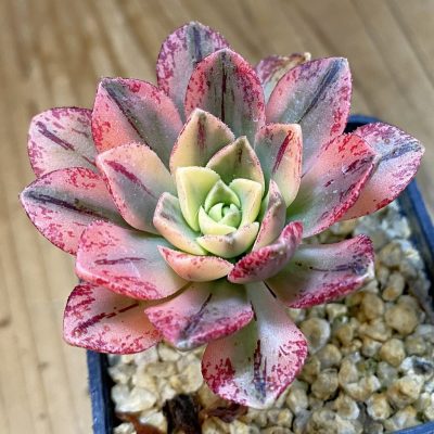 SH38130 Aeonium 'Green Tea'