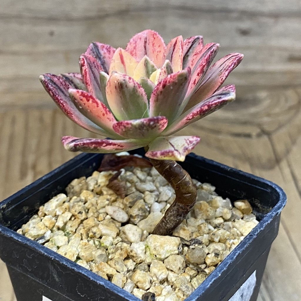 SH38130 Aeonium 'Green Tea' - Зображення 2