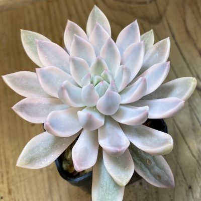 SH38131 Echeveria 'Blood Moon' f. variegata