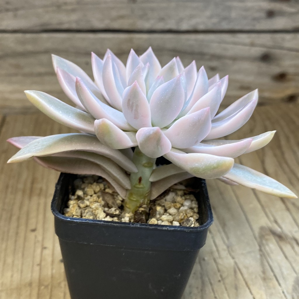 SH38131 Echeveria 'Blood Moon' f. variegata - Зображення 2