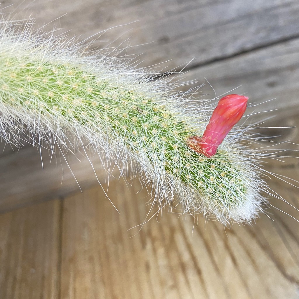 SH38132 Hildewintera colademononis