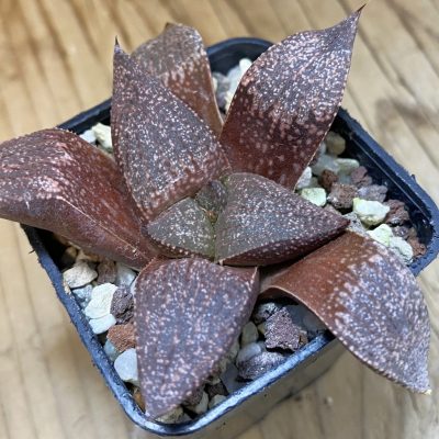 SH38133 Haworthia picta -Japan-