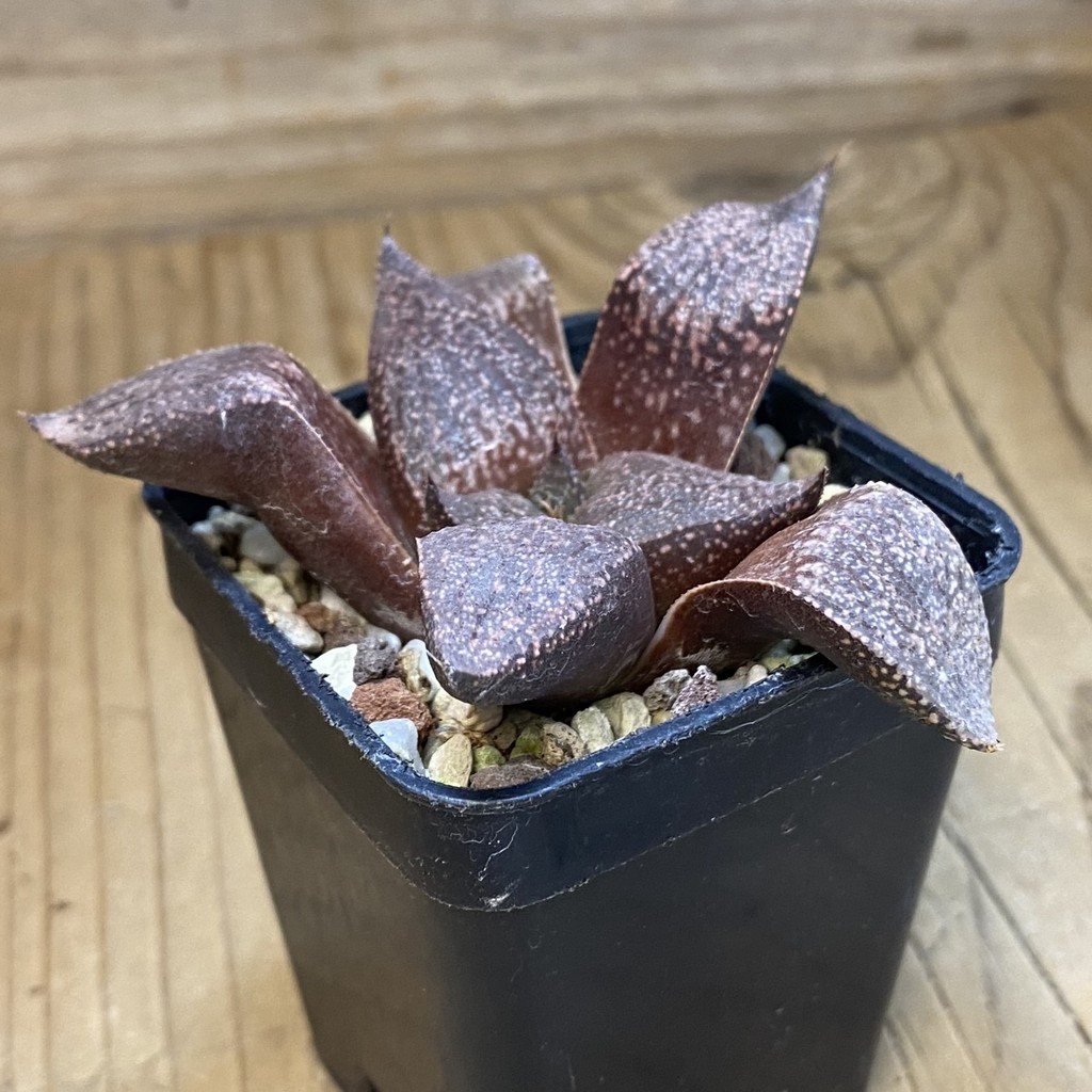 SH38133 Haworthia picta -Japan- - Зображення 2