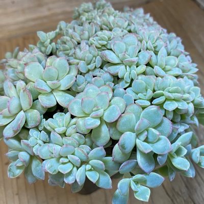 SH38134 Echeveria ‘Apus’ f. cristata