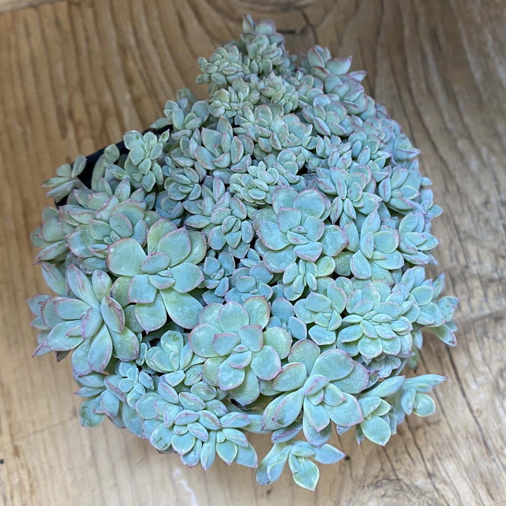 SH38134 Echeveria ‘Apus’ f. cristata - Зображення 2