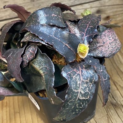 SH38135 Euphorbia francoisii hybrid, 8 years old