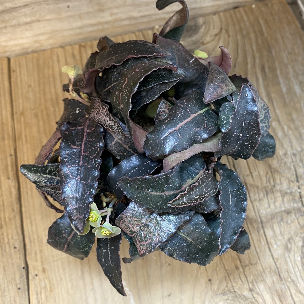 SH38135 Euphorbia francoisii hybrid, 8 years old - Зображення 2