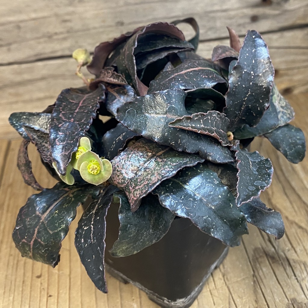 SH38135 Euphorbia francoisii hybrid, 8 years old - Зображення 3
