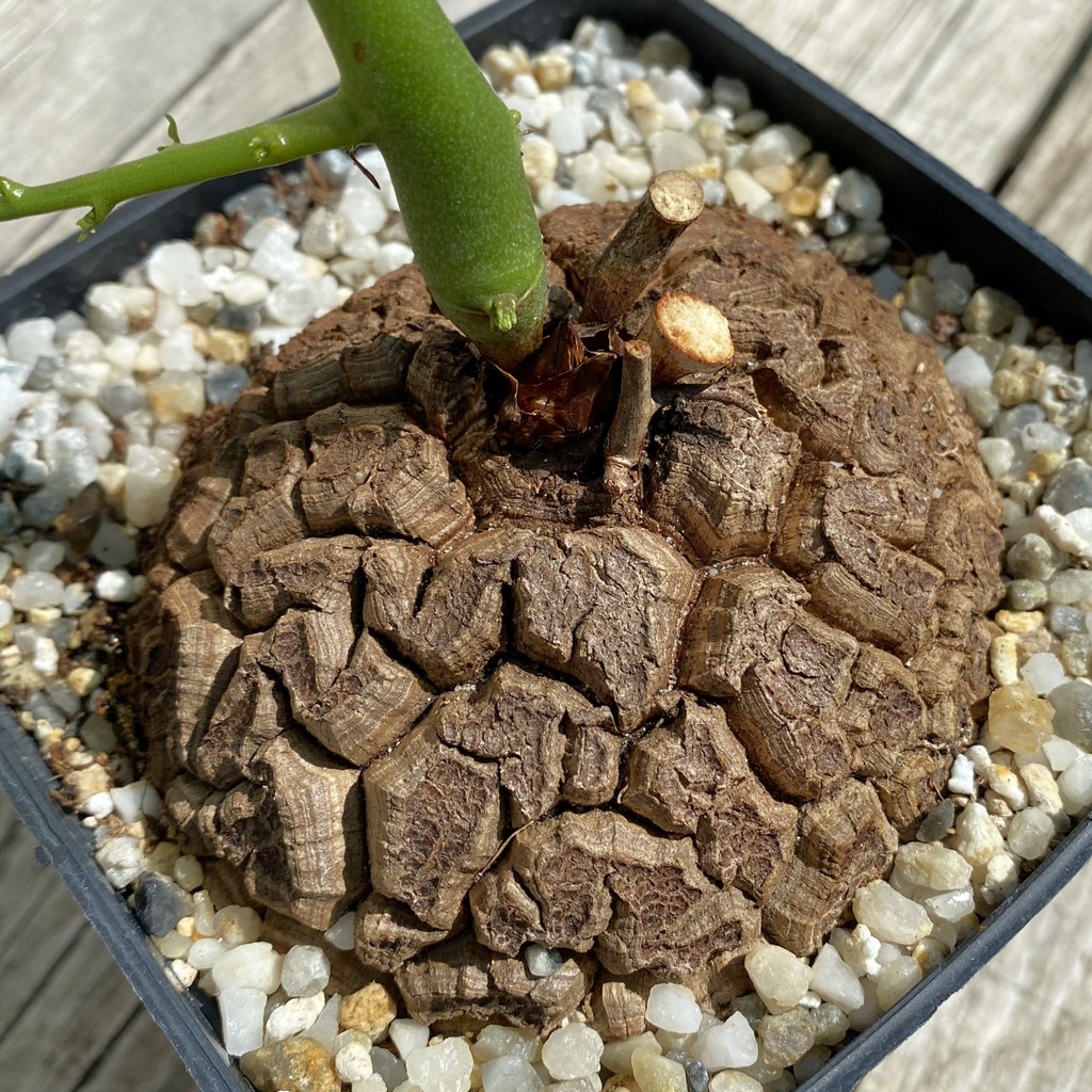 SH38136 Dioscorea elephantipes