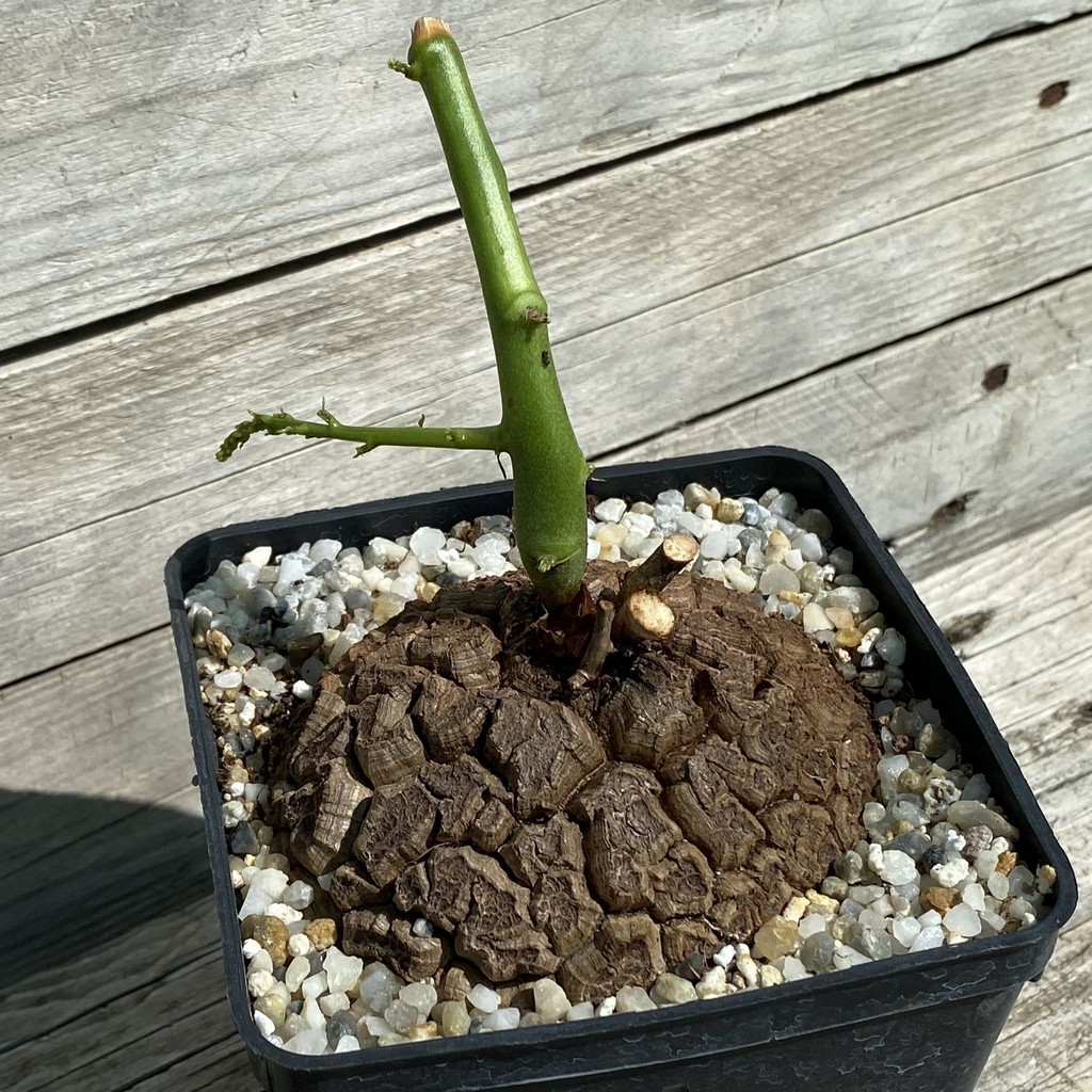 SH38136 Dioscorea elephantipes - Зображення 2