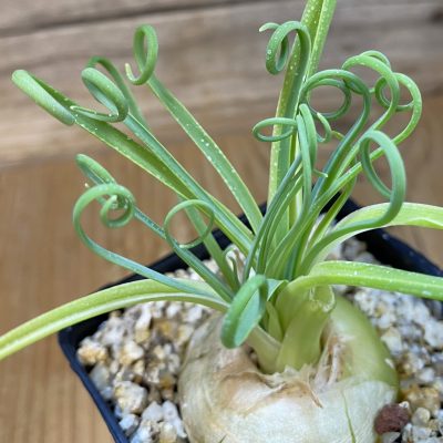 SH38137 Albuca spiralis