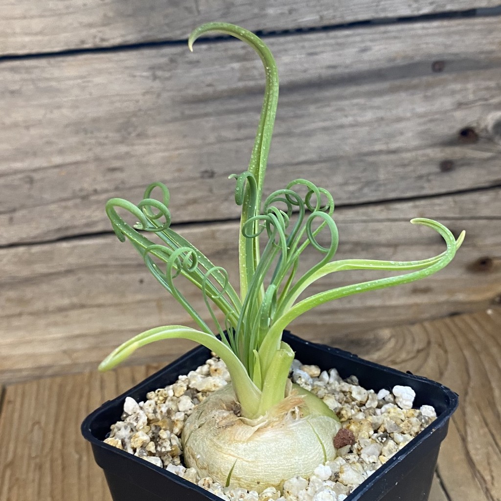 SH38137 Albuca spiralis - Зображення 2