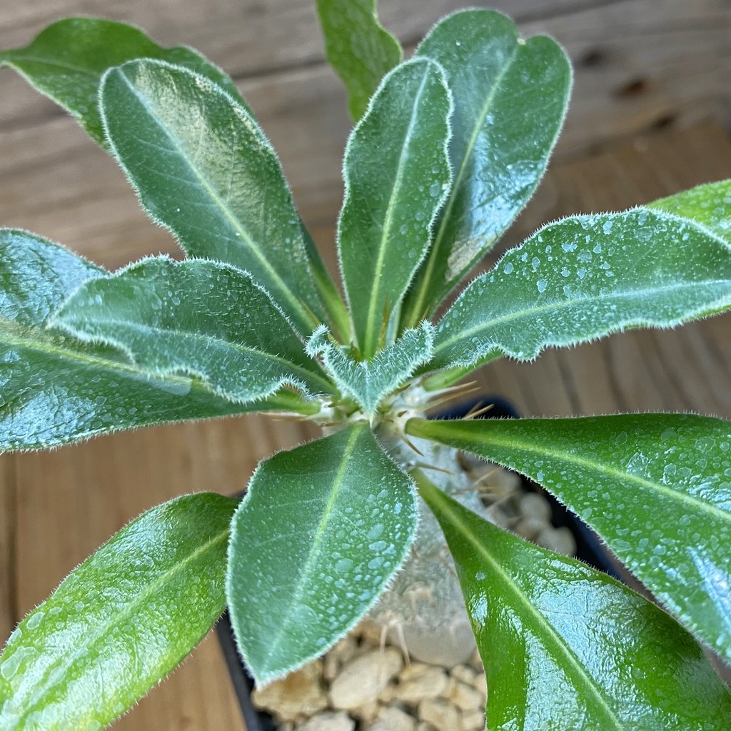 SH38138 Pachypodium saundersii
