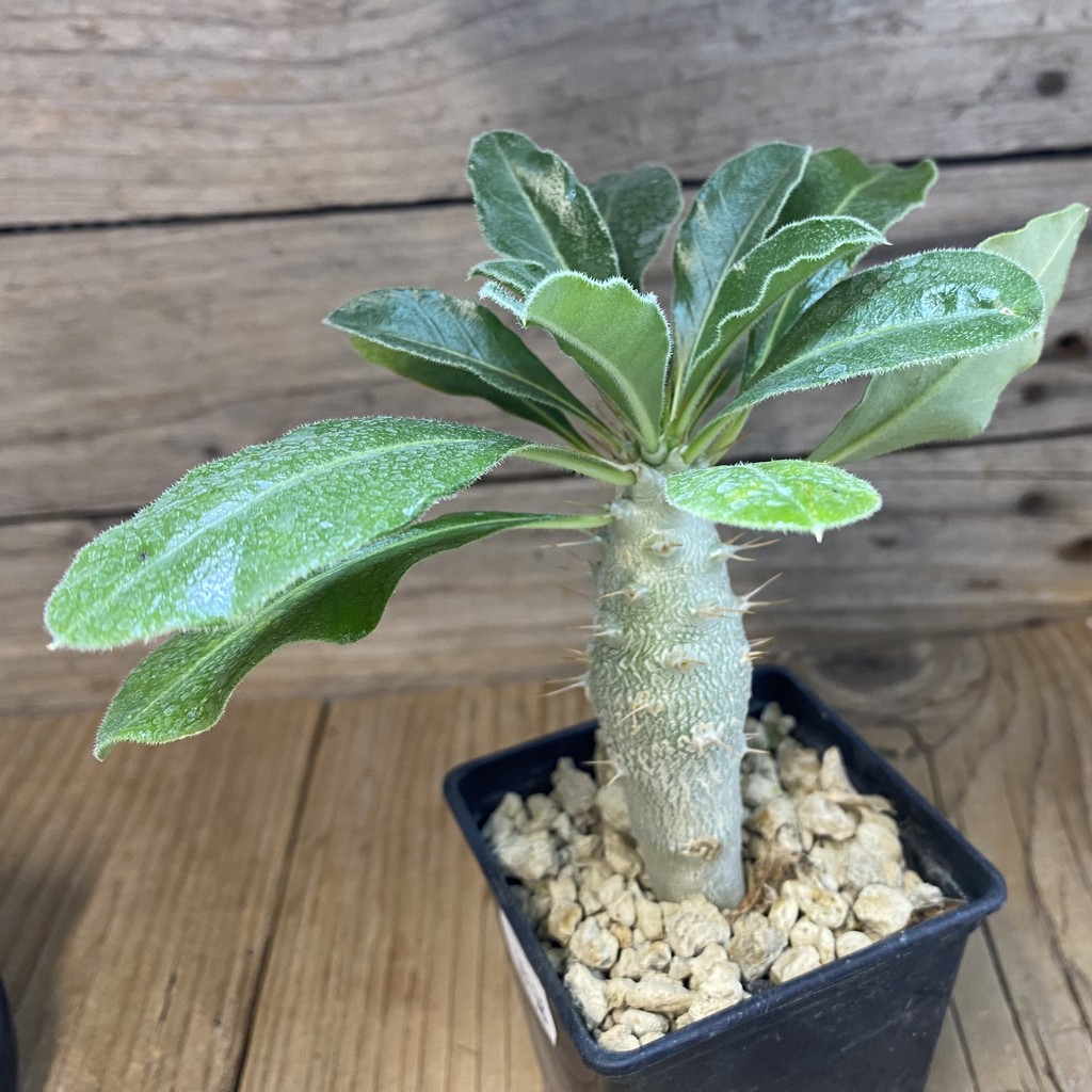 SH38138 Pachypodium saundersii - Зображення 2