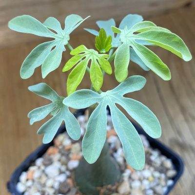 SH38142 Adenia glauca