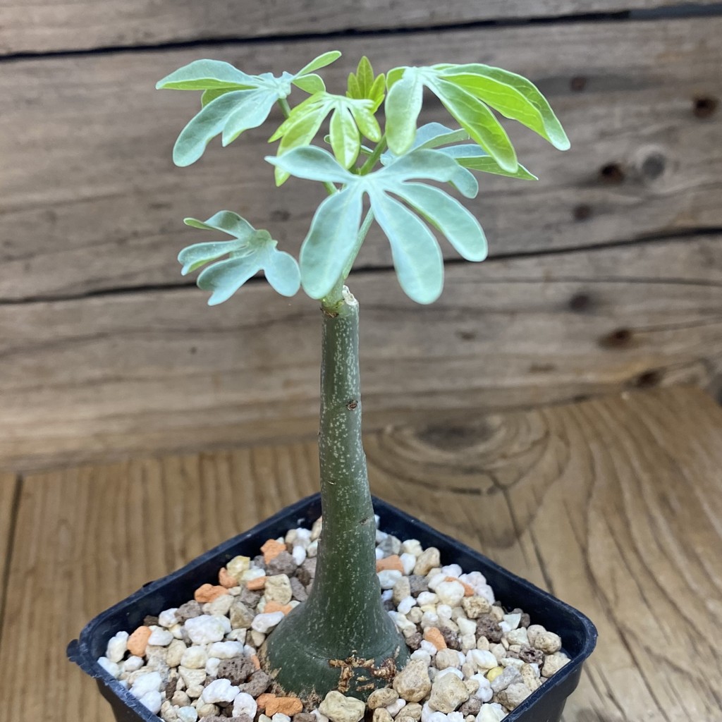 SH38142 Adenia glauca - Зображення 2