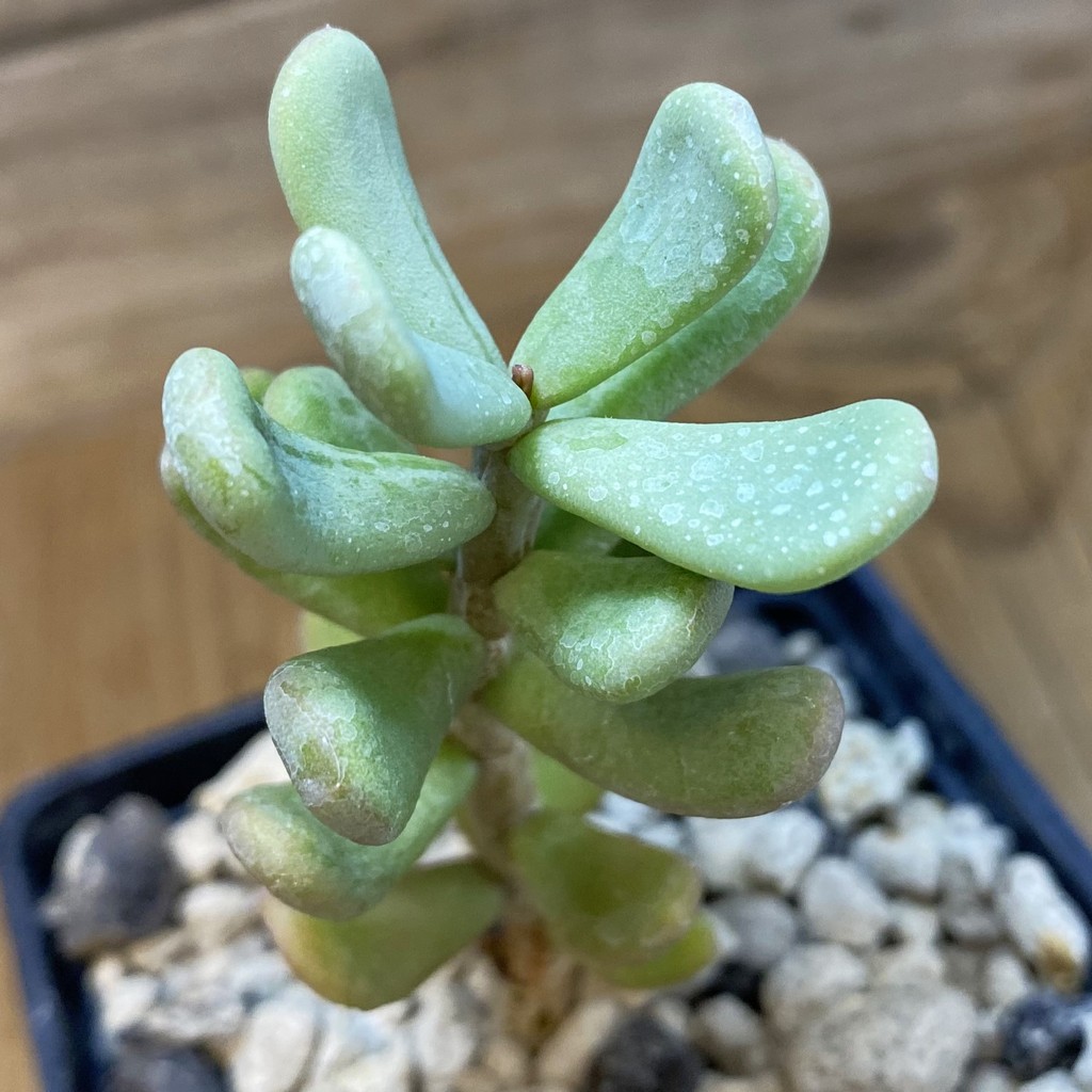 SH38143 Ceraria pygmaea, seedling, 3 years old