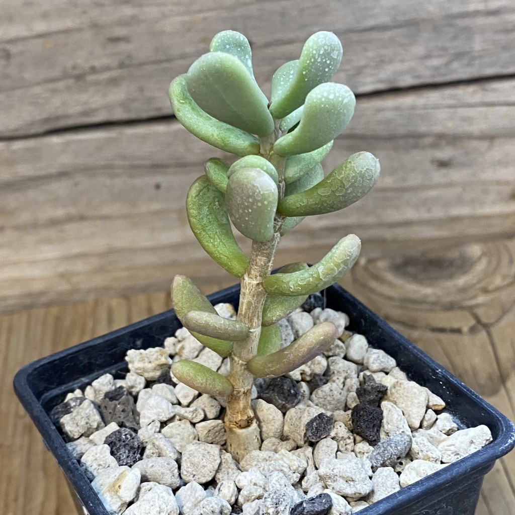 SH38143 Ceraria pygmaea, seedling, 3 years old - Зображення 2