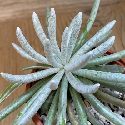 SH38144 Senecio scaposus