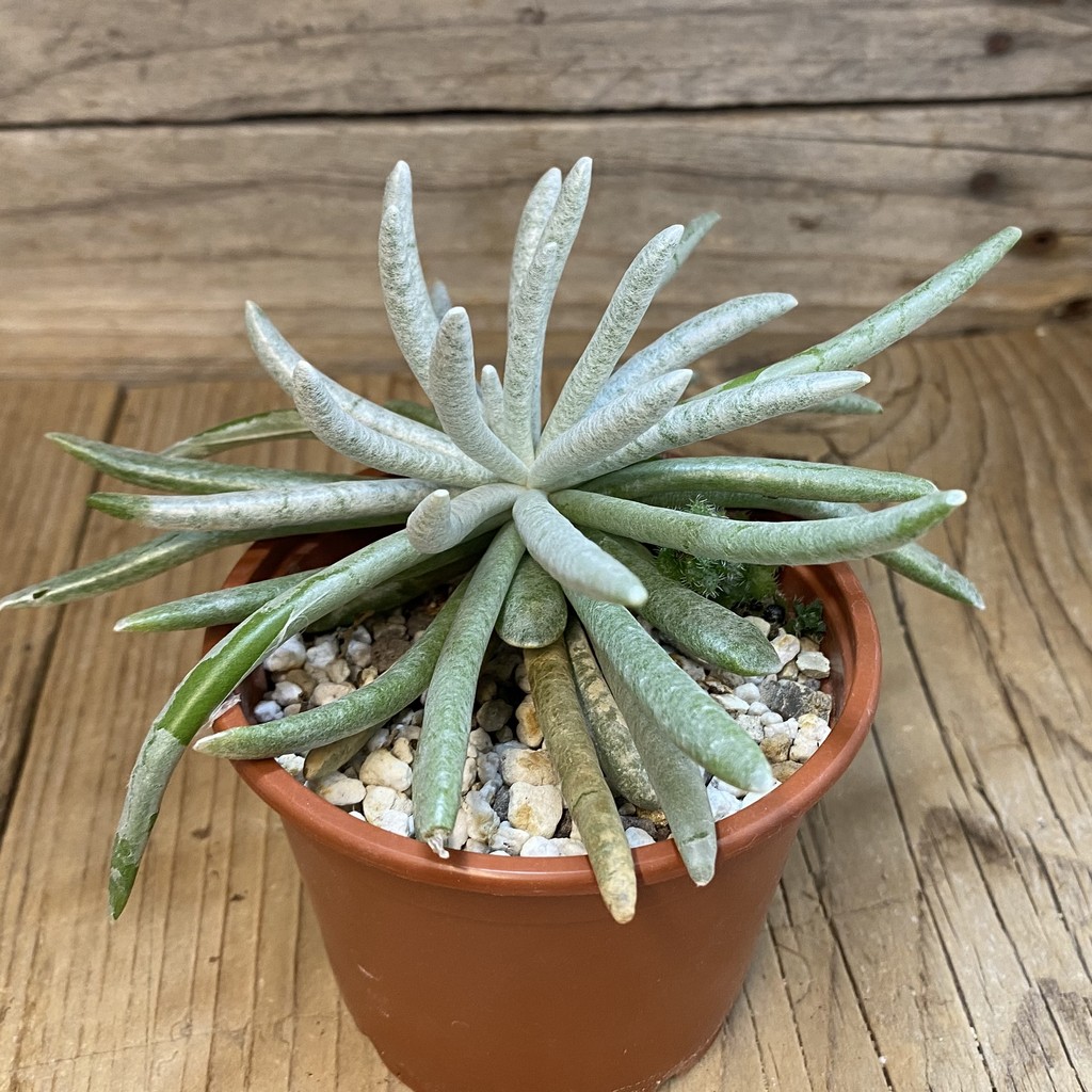 SH38144 Senecio scaposus - Зображення 2