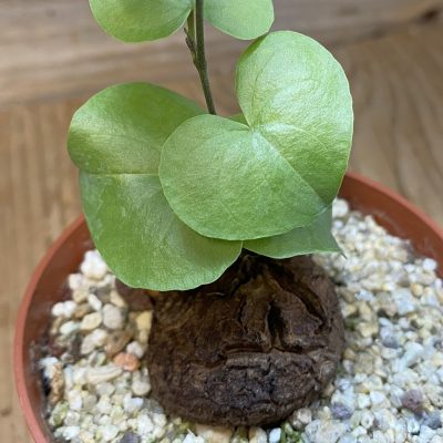 SH38145 Dioscorea elephantipes