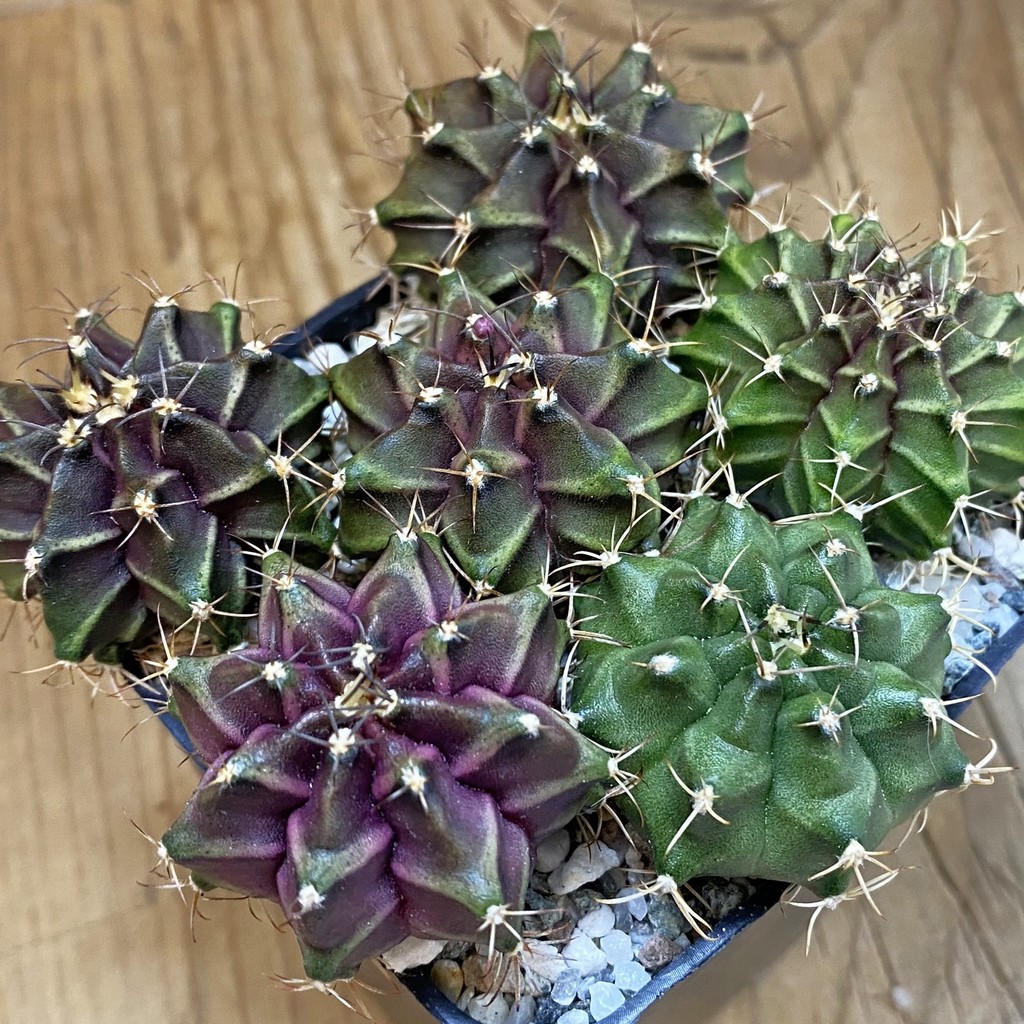 SH38083 Gymnocalycium mihanovichii hybrid mix