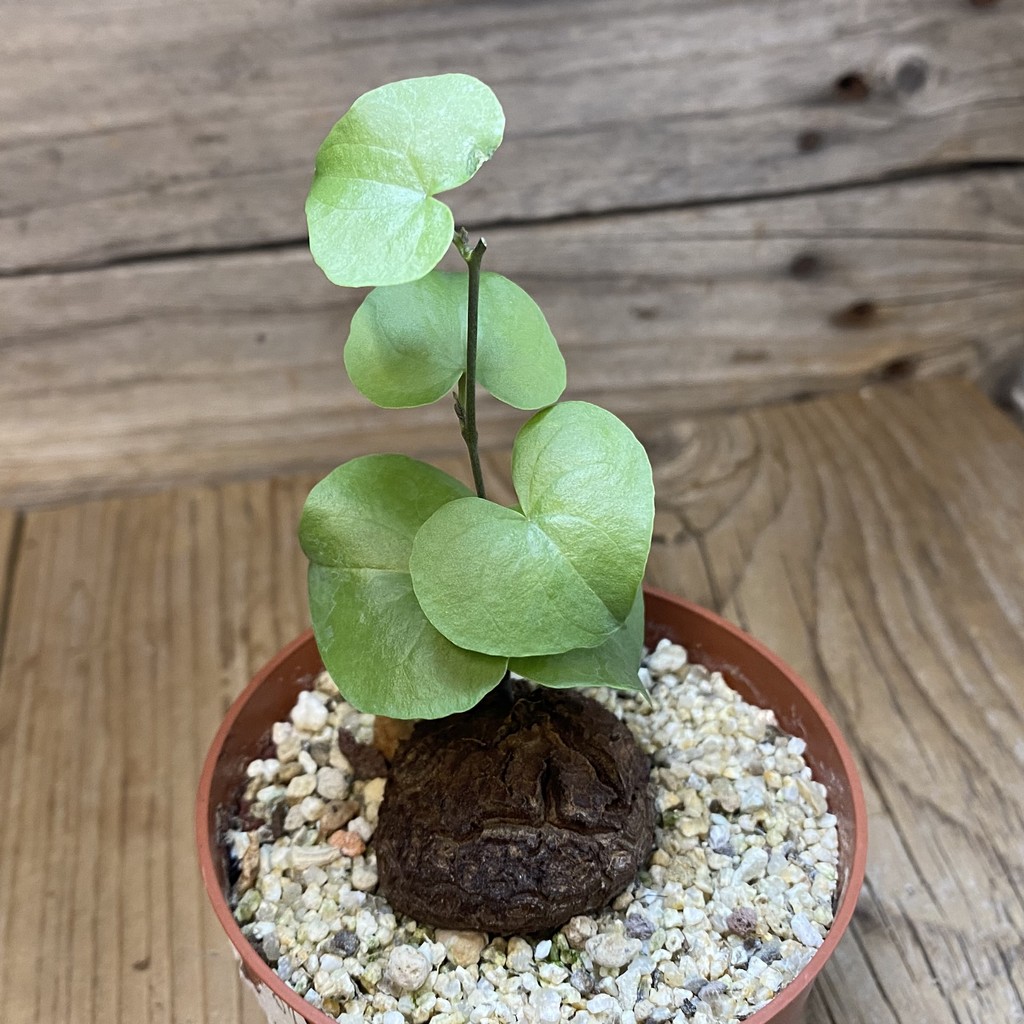 SH38145 Dioscorea elephantipes - Зображення 2