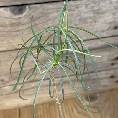 SH38146 Euphorbia hedyotoides