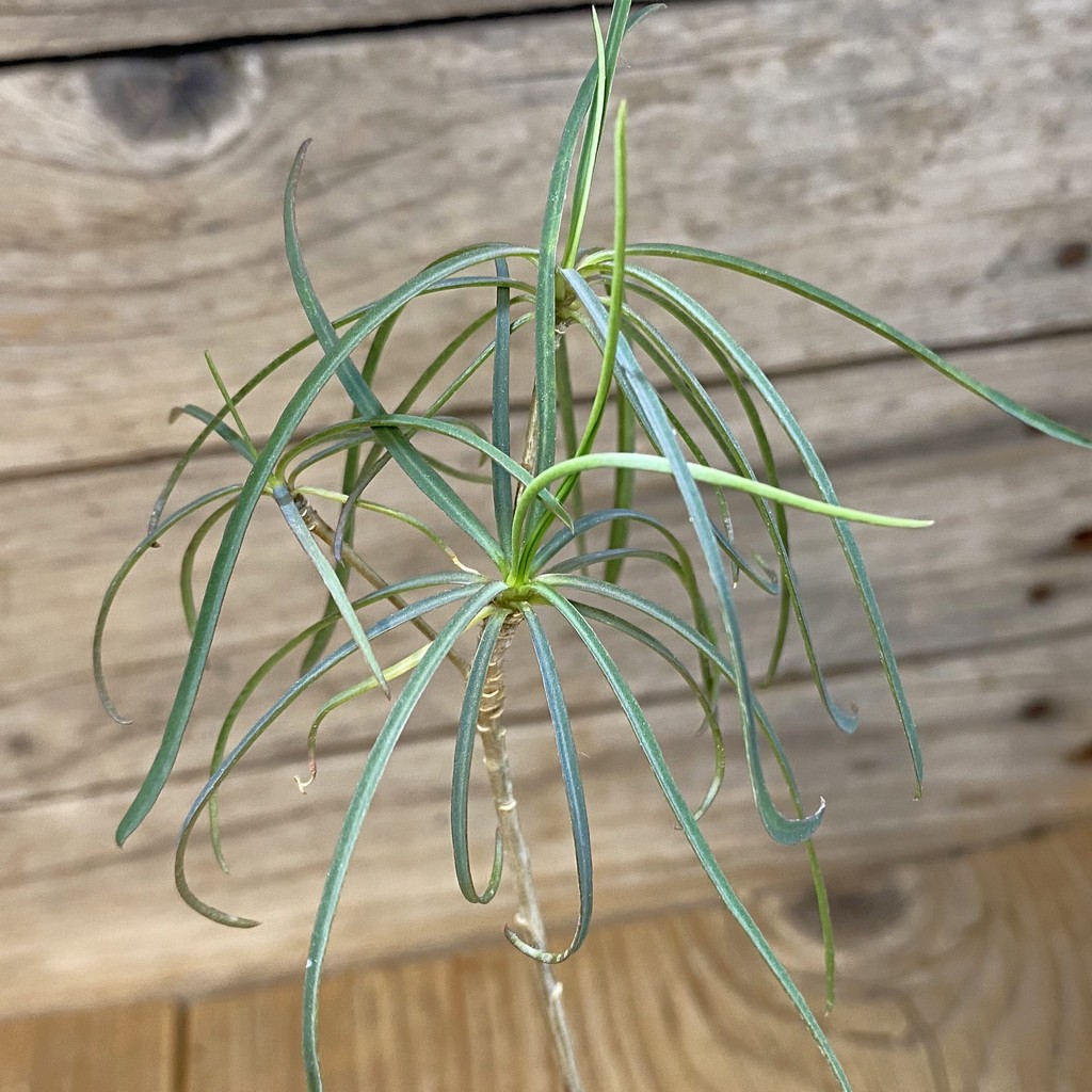 SH38146 Euphorbia hedyotoides