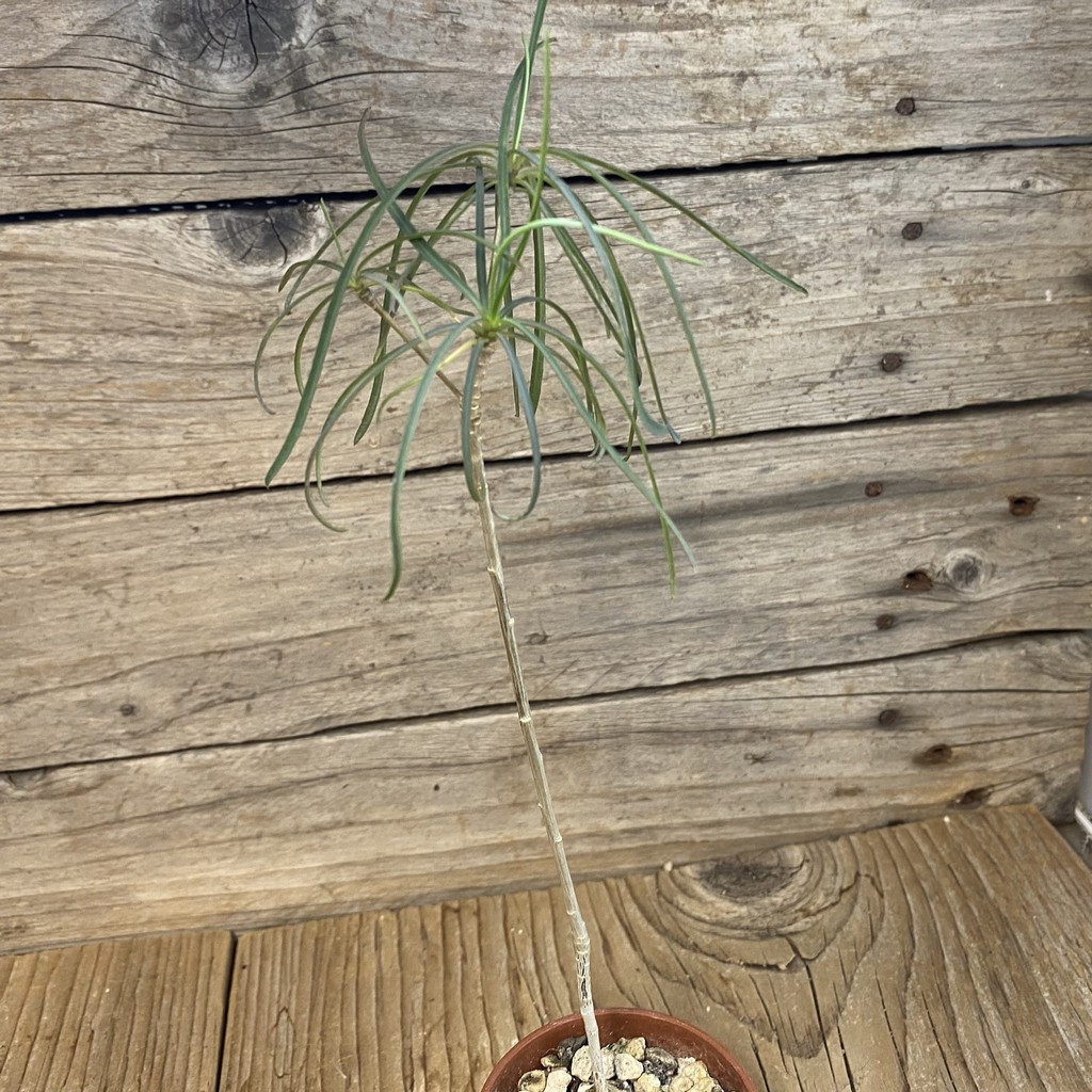 SH38146 Euphorbia hedyotoides - Зображення 2