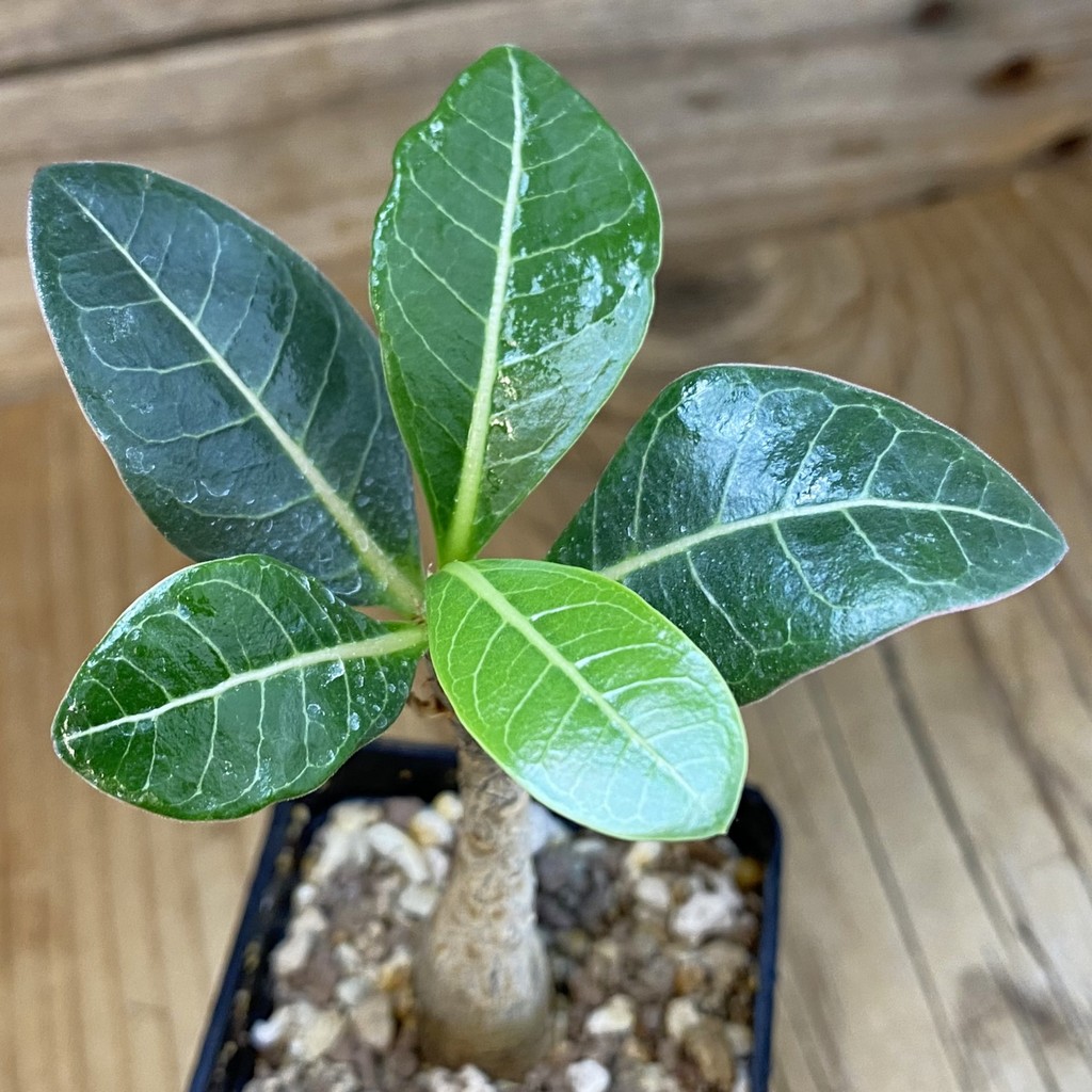 SH38147 Adenium arabicum ‘Black Body’