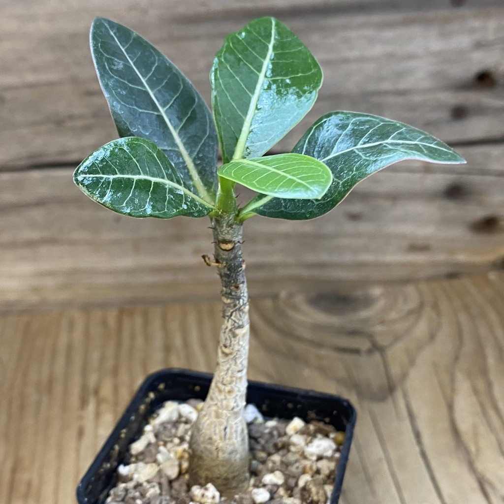 SH38147 Adenium arabicum ‘Black Body’ - Зображення 2