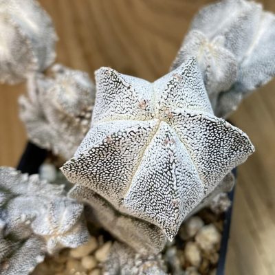 SH38078 Astrophytum myriostigma 'Onzuka' f. caespitosa