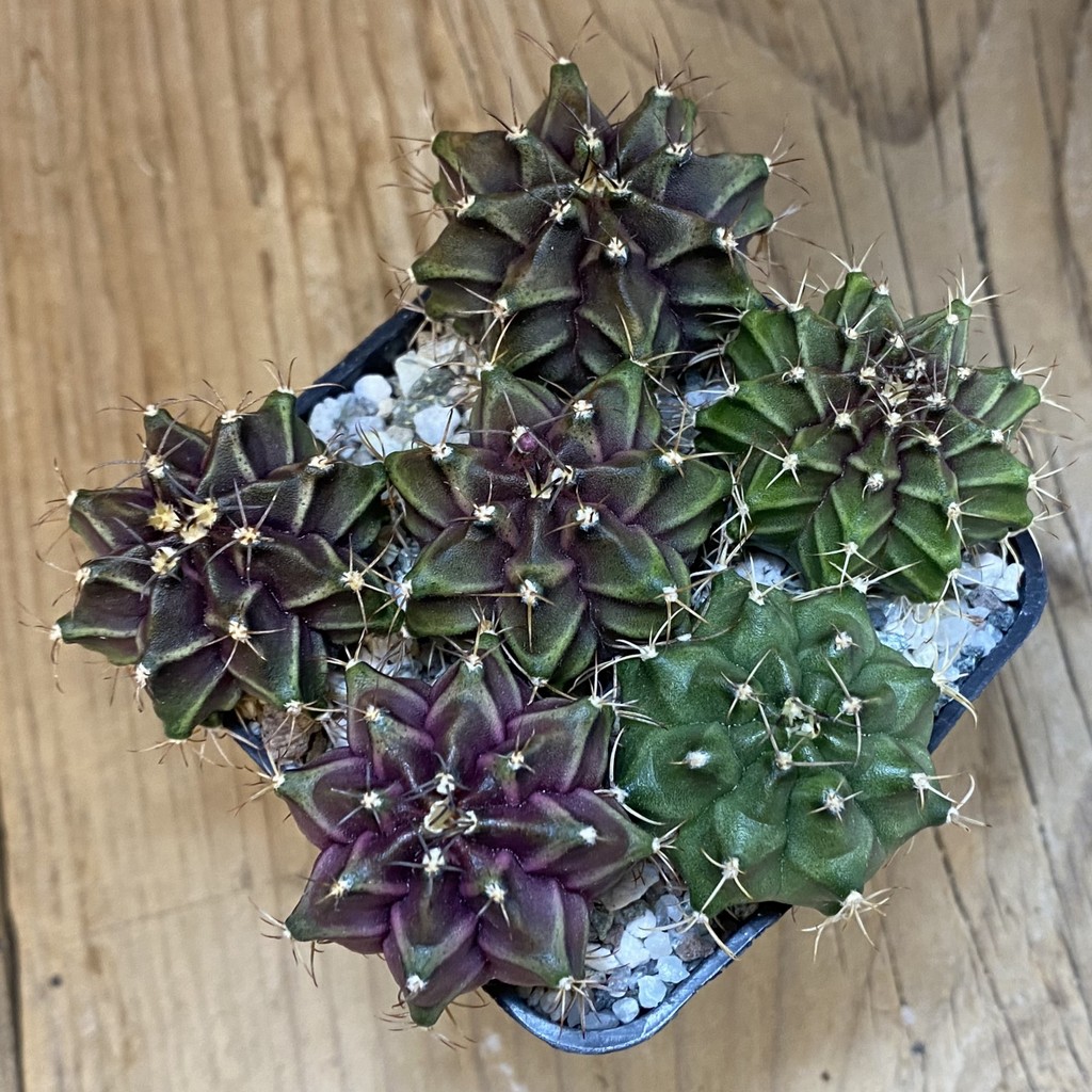 SH38083 Gymnocalycium mihanovichii hybrid mix - Зображення 2