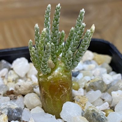 SH38149 Avonia alstonii