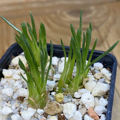 SH38150 Ornithogalum lithopsoides