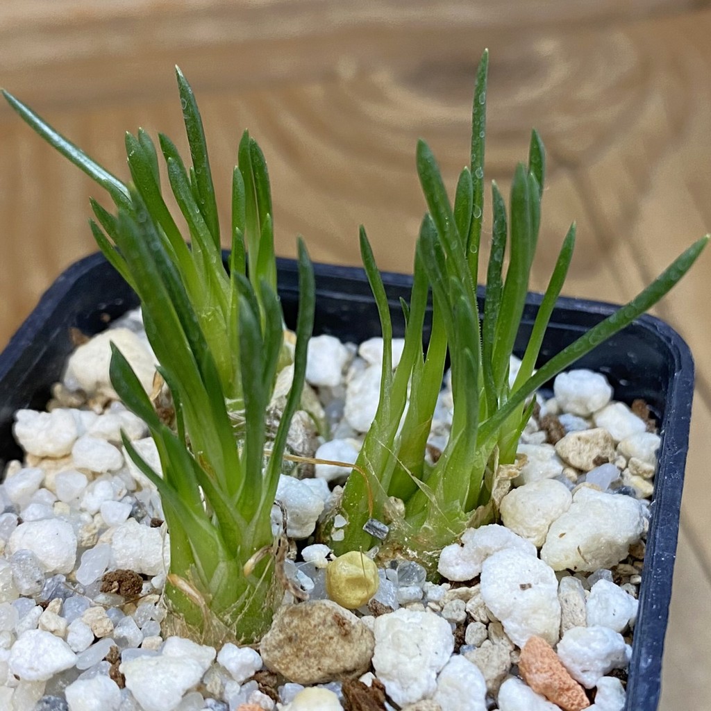SH38150 Ornithogalum lithopsoides