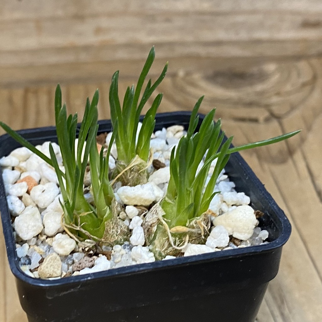 SH38150 Ornithogalum lithopsoides - Зображення 2
