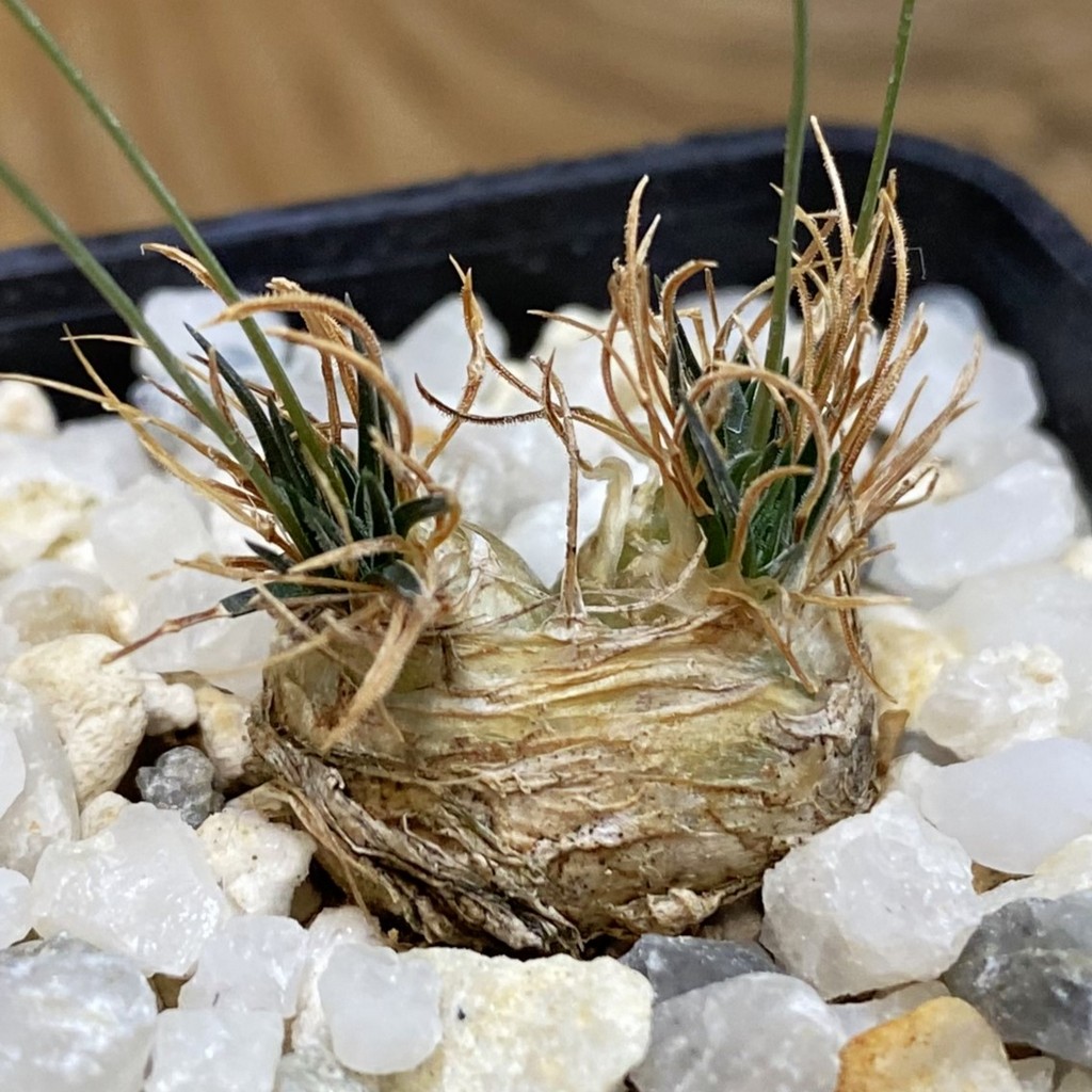SH38151 Ornithogalum sardienii - Зображення 2