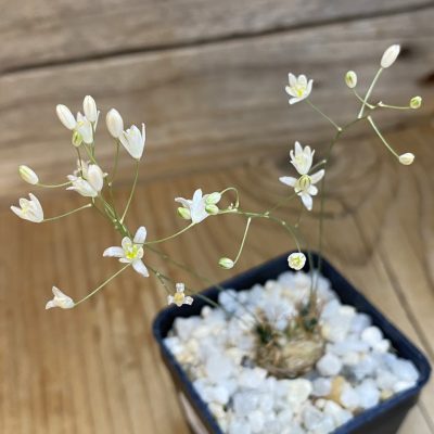 SH38151 Ornithogalum sardienii